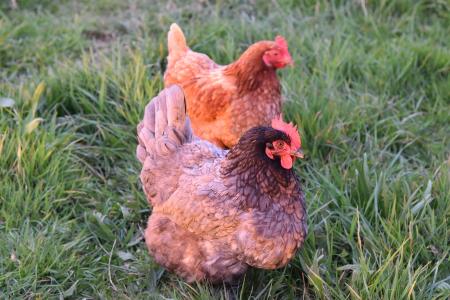 Imagen AVISO IMPORTANTE | GRIPE AVIAR